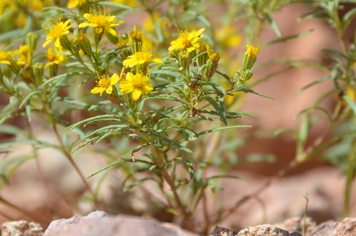 Manybristle Cinchweed or Cinchweed Fetidmarigold as it is sometimes called blooms from June or July to October or November, or later; responds quickly to summer monsoon rainfall. Pectis papposa